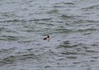 Surf Scoter (3)