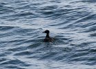 Surf Scoter (30)