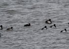Surf Scoter (31)