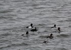 Surf Scoter (32)