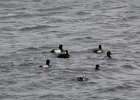 Surf Scoter (33)