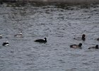 Surf Scoter (38)