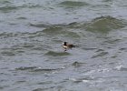 Surf Scoter (4)