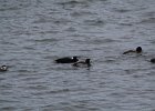 Surf Scoter (40)