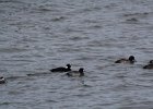 Surf Scoter (41)