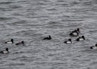 Surf Scoter (42)