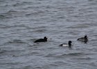 Surf Scoter (43)
