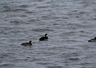Surf Scoter (44)
