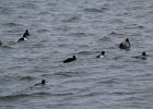 Surf Scoter (45)