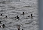 Surf Scoter (46)