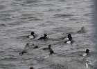 Surf Scoter (47)
