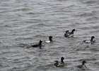 Surf Scoter (48)