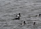 Surf Scoter (49)
