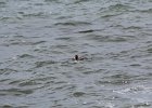Surf Scoter (5)