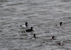 Surf Scoter (50)