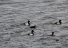 Surf Scoter (51)
