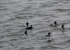 Surf Scoter (52)