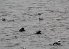Surf Scoter (53)