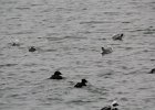 Surf Scoter (54)