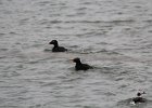 Surf Scoter (55)