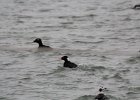 Surf Scoter (56)