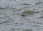 Surf Scoter (6)