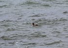 Surf Scoter (7)