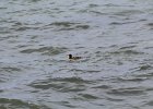 Surf Scoter (9)