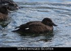 001 - 52 White-winged Scoter