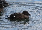 101White-winged Scoter