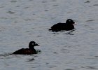 102White-winged Scoter