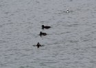 White-winged Scoter (10)