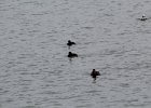 White-winged Scoter (11)