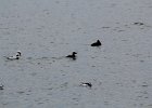 White-winged Scoter (12)
