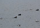 White-winged Scoter (13)