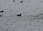 White-winged Scoter (14)