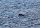 White-winged Scoter (15)