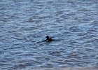 White-winged Scoter (16)