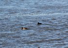 White-winged Scoter (17)