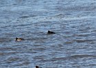 White-winged Scoter (18)