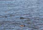 White-winged Scoter (19)