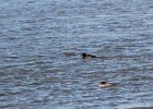 White-winged Scoter (20)