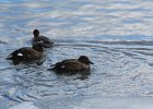 White-winged Scoter (22)