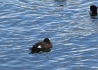 White-winged Scoter (24)