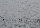 White-winged Scoter (5)