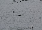 White-winged Scoter (6)
