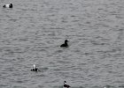 White-winged Scoter (7)