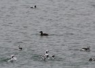 White-winged Scoter (8)