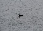 White-winged Scoter (9)