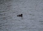 White-winged Scoter